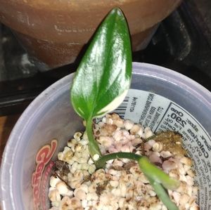 Monstera Standleyana Albo